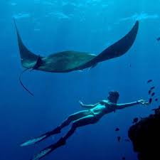 Image result for Cleveland Divers