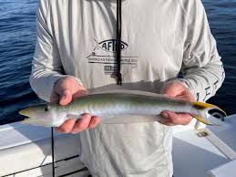 Image result for Malacanthus plumieri