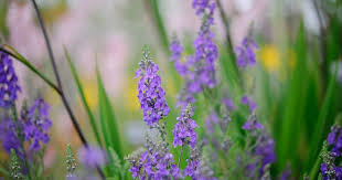 Image result for Linaria purpurea