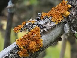 Attēlu rezultāti vaicājumam “Xanthoria parietina”