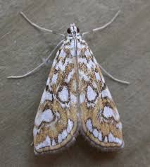 Attēlu rezultāti vaicājumam “Elophila nymphaeata”