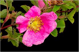 Attēlu rezultāti vaicājumam “Rosa majalis”