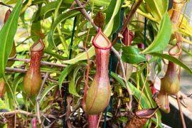 Attēlu rezultāti vaicājumam “Gaultheria cuneata”