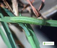 Attēlu rezultāti vaicājumam “Lopinga achine underside”