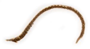 Attēlu rezultāti vaicājumam “Cochylis dubitana”