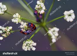 Attēlu rezultāti vaicājumam “Phyllobrotica quadrimaculata”