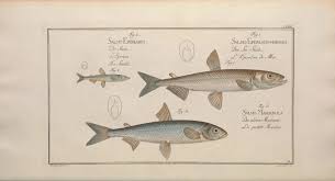 Image result for Coregonus albula