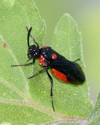 Attēlu rezultāti vaicājumam “Argidae”