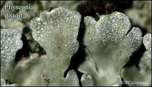 Attēlu rezultāti vaicājumam “Physconia distorta”