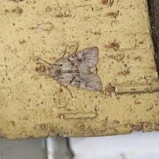 Attēlu rezultāti vaicājumam “Apamea sordens”