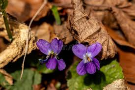 Attēlu rezultāti vaicājumam “Viola hirta”