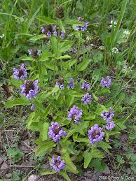 Attēlu rezultāti vaicājumam “Prunella vulgaris leaf”