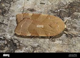 Attēlu rezultāti vaicājumam “Noctua fimbriata”