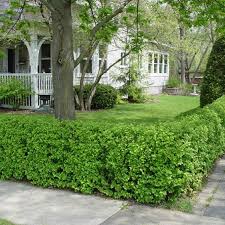 Attēlu rezultāti vaicājumam “Ribes alpinum”