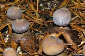 Attēlu rezultāti vaicājumam “Geastrum quadrifidum”