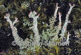 Attēlu rezultāti vaicājumam “Cladonia squamosa”