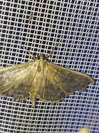 Attēlu rezultāti vaicājumam “Pleuroptya ruralis”