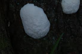 Attēlu rezultāti vaicājumam “Reticularia lycoperdon young”