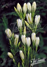 Attēlu rezultāti vaicājumam “Gentiana pneumonanthe flower”