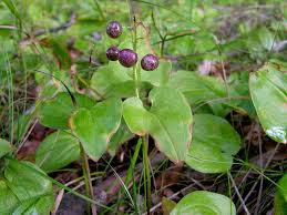 Attēlu rezultāti vaicājumam “Maianthemum bifolium”