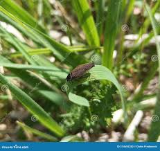 Attēlu rezultāti vaicājumam “Ectobius sylvestris male”