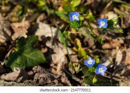 Attēlu rezultāti vaicājumam “Veronica filiformis flower”