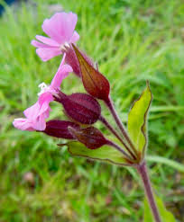 Image result for Silene dioica