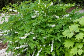 Image result for tränendes Herz