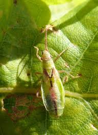 Attēlu rezultāti vaicājumam “Myrmus miriformis”