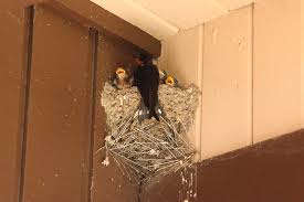 Attēlu rezultāti vaicājumam “Hirundo rustica nest”