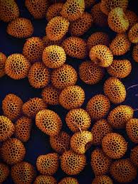 Attēlu rezultāti vaicājumam “Lycogala melleum spores”