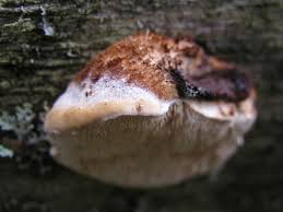 Attēlu rezultāti vaicājumam “Postia leucomallella”