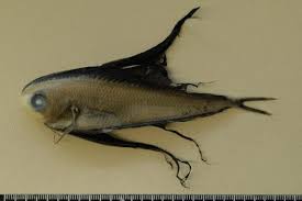 Image result for Istiompax indica