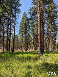 Attēlu rezultāti vaicājumam “Pinus ponderosa”