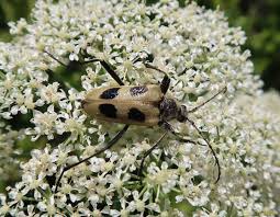 Attēlu rezultāti vaicājumam “Pachyta quadrimaculata”