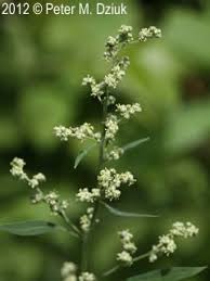 Attēlu rezultāti vaicājumam “Chenopodium album flower”