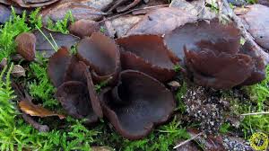 Attēlu rezultāti vaicājumam “Otidea bufonia”