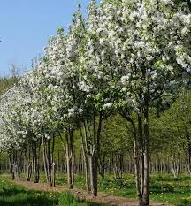 Attēlu rezultāti vaicājumam “Malus sylvestris”
