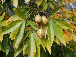 Attēlu rezultāti vaicājumam “Aesculus flava fruit”