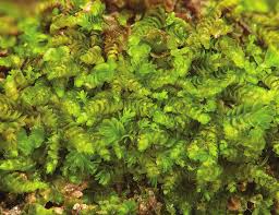 Attēlu rezultāti vaicājumam “Leiocolea rutheana”