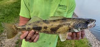 Image result for Sander canadensis/vitreus