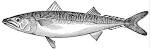 Mackerel | Ask.com Encyclopedia