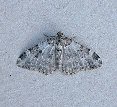 Attēlu rezultāti vaicājumam “Xanthorhoe fluctuata”