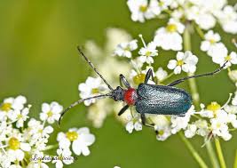 Attēlu rezultāti vaicājumam “Gaurotes virginea”