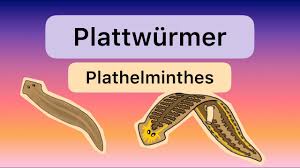 Attēlu rezultāti vaicājumam “Plathelminthes”