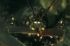 Image result for Homarus gammarus