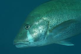 Image result for Lutjanus jocu