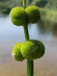 Attēlu rezultāti vaicājumam “Sagittaria sagittifolia fruit”