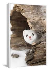 Attēlu rezultāti vaicājumam “Mustela erminea adult”