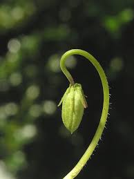 Attēlu rezultāti vaicājumam “Viola uliginosa bud”